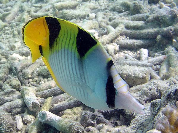 Unterwasserwelt Dhonveli