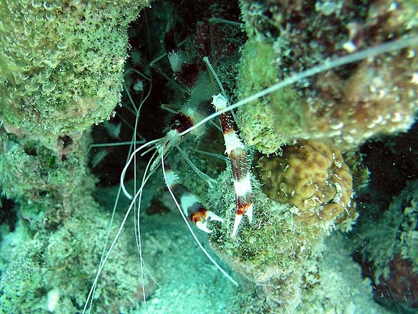 Unterwasserwelt Dhonveli