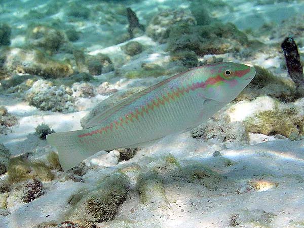 Unterwasserwelt Dhonveli