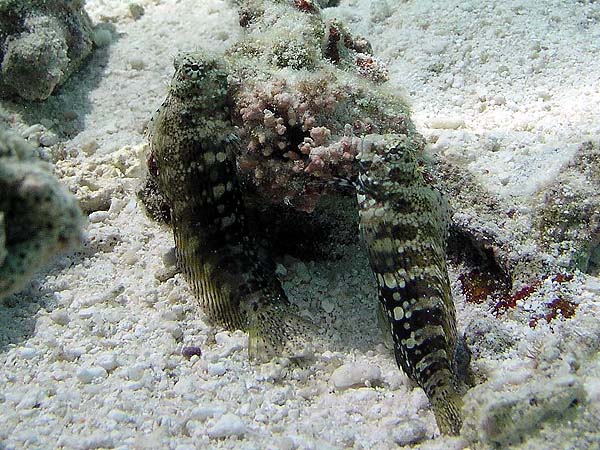 Unterwasserwelt Dhonveli