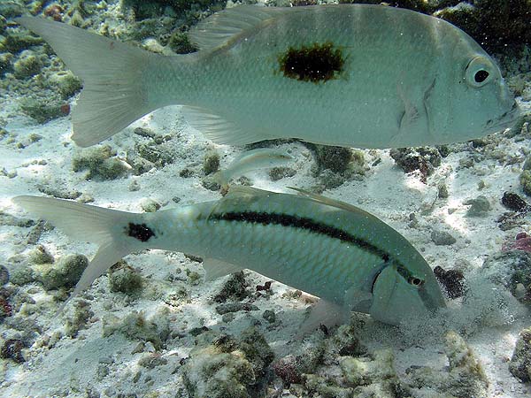 Unterwasserwelt Dhonveli