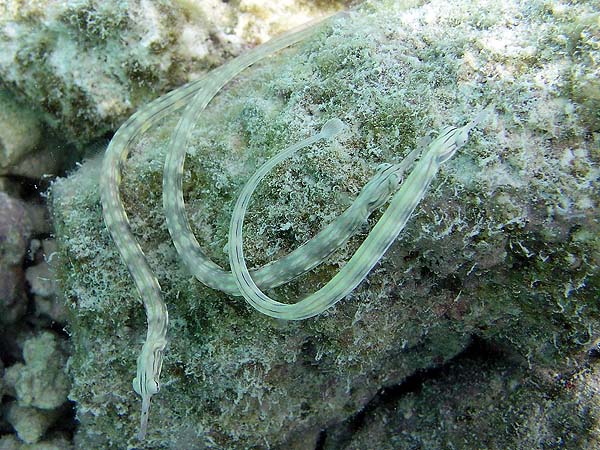Unterwasserwelt Dhonveli