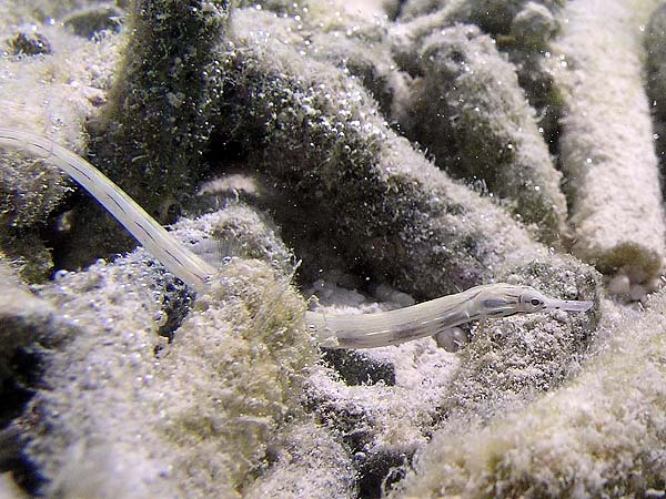 Unterwasserwelt Dhonveli