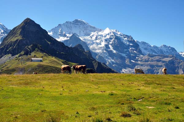 Berner Oberland