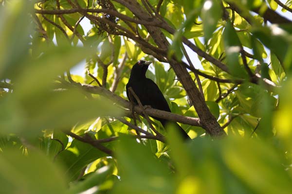 Inselaufnahmen Safari Island