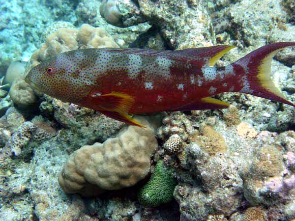 Unterwasserwelt Angaga