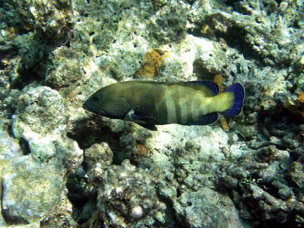 Unterwasserwelt Angaga