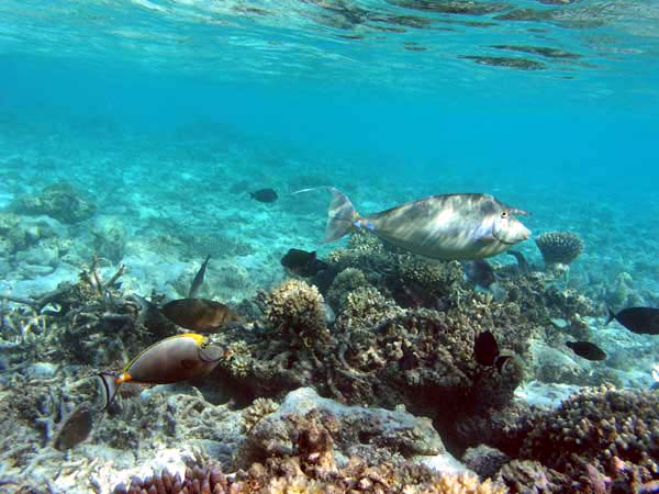 Unterwasserwelt Angaga