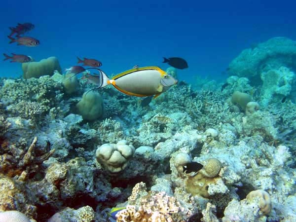 Unterwasserwelt Angaga