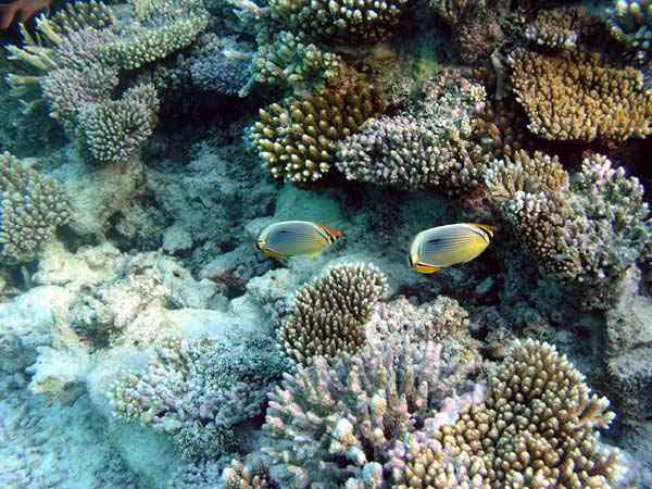 Unterwasserwelt Angaga