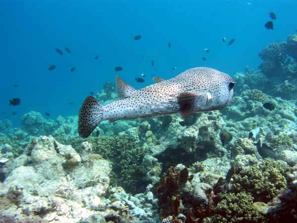 Unterwasserwelt Angaga