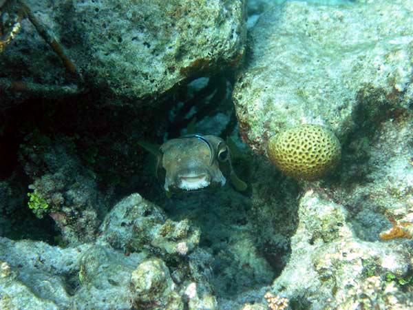 Unterwasserwelt Angaga