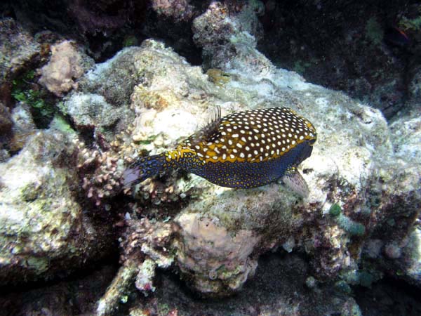 Unterwasserwelt Angaga