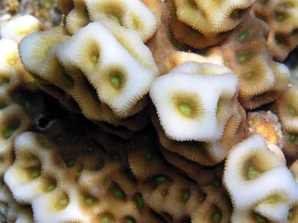 Unterwasserwelt Angaga