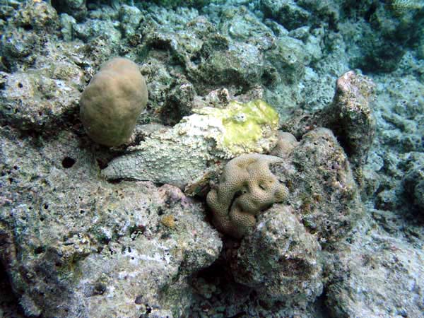 Unterwasserwelt Angaga