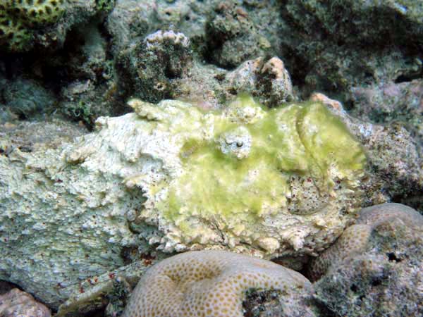 Unterwasserwelt Angaga