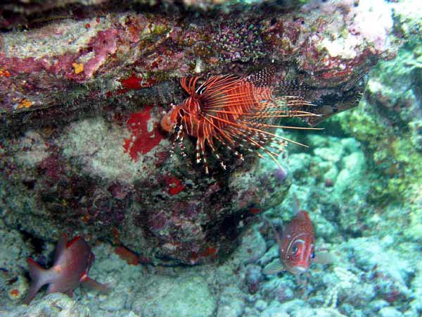 Unterwasserwelt Angaga