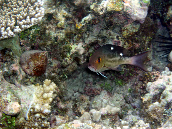 Unterwasserwelt Angaga