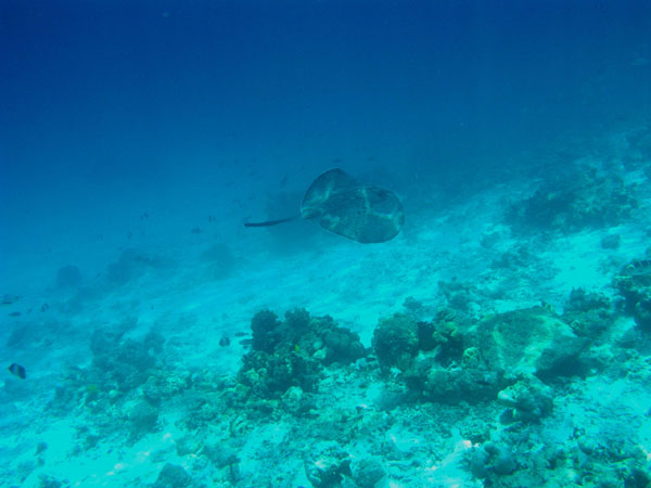 Unterwasserwelt Angaga