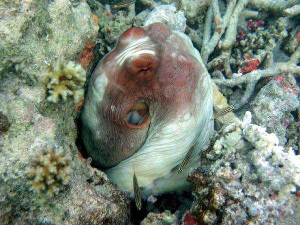 Unterwasserwelt Angaga