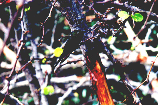 Urlaubsfotos Cayo Largo