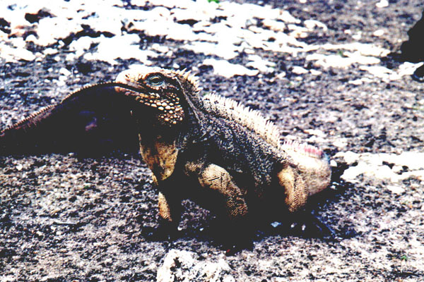 Urlaubsfotos Cayo Largo