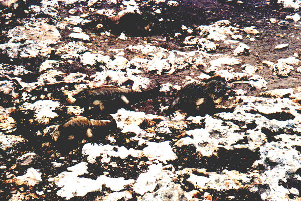 Urlaubsfotos Cayo Largo