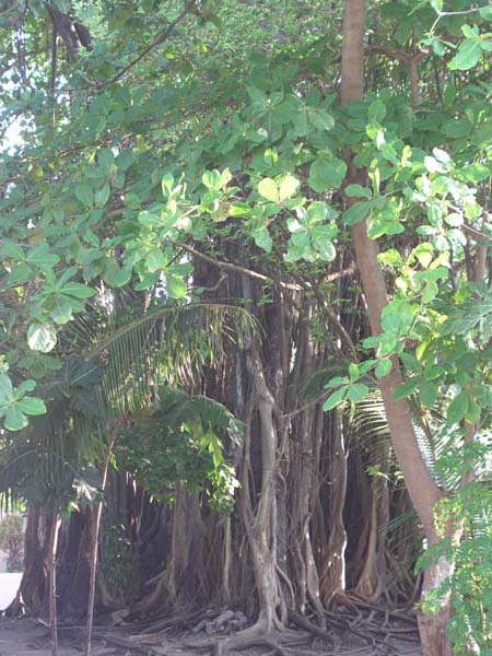 Inselaufnahmen Dhangethi