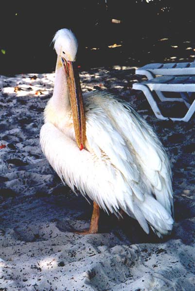 Inselaufnahmen Ellaidhoo