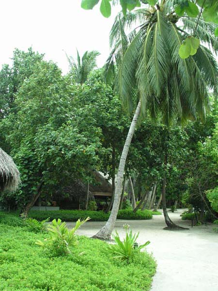 Inselaufnahmen Fihalhohi