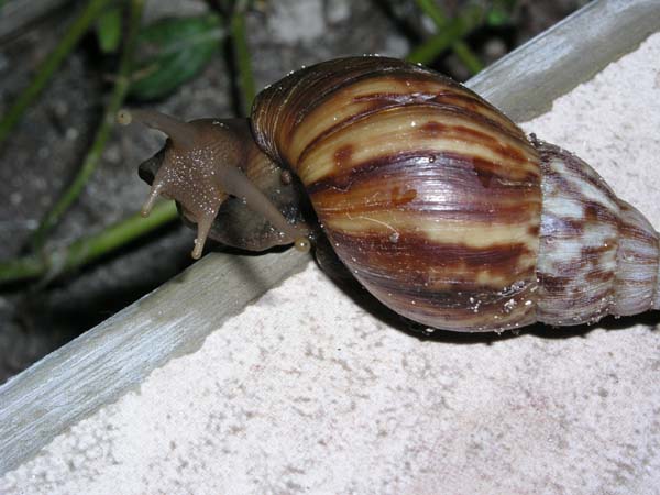 Inselaufnahmen Fihalhohi