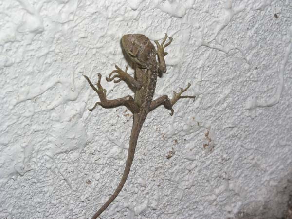 Inselaufnahmen Fihalhohi