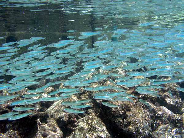 Unterwasserwelt Fihalhohi