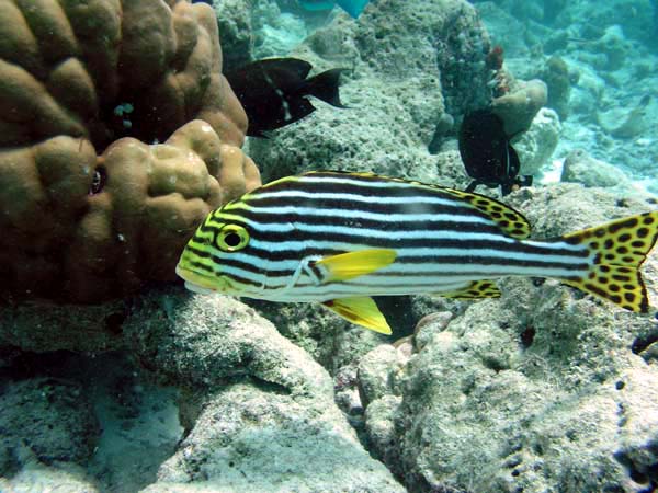 Unterwasserwelt Fihalhohi