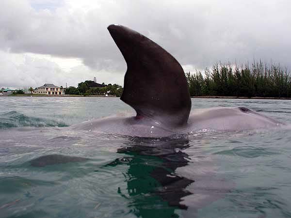 Urlaubsbilder Grand Bahama