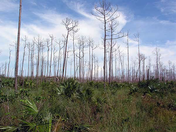 Urlaubsbilder Grand Bahama