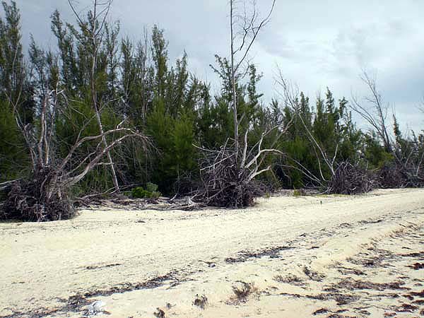 Urlaubsbilder Grand Bahama