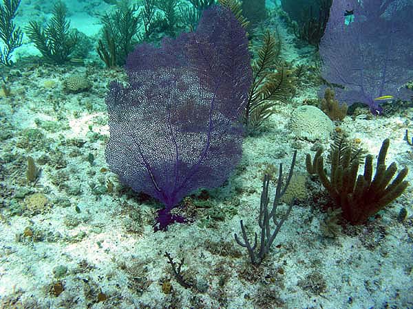 Unterwasserwelt Grand Bahama