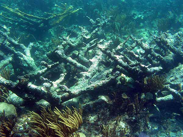 Unterwasserwelt Grand Bahama