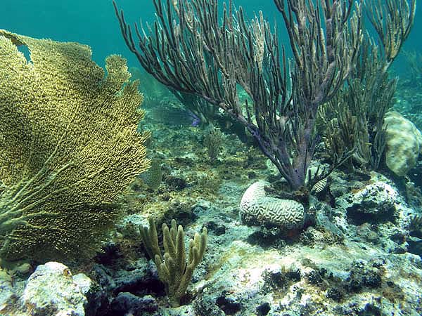 Unterwasserwelt Grand Bahama