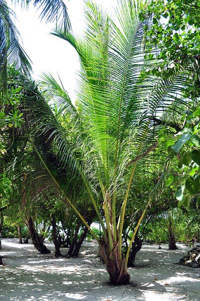 Inselaufnahmen Helengeli 2010