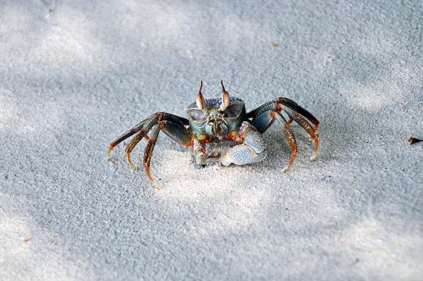 Inselaufnahmen Helengeli 2010