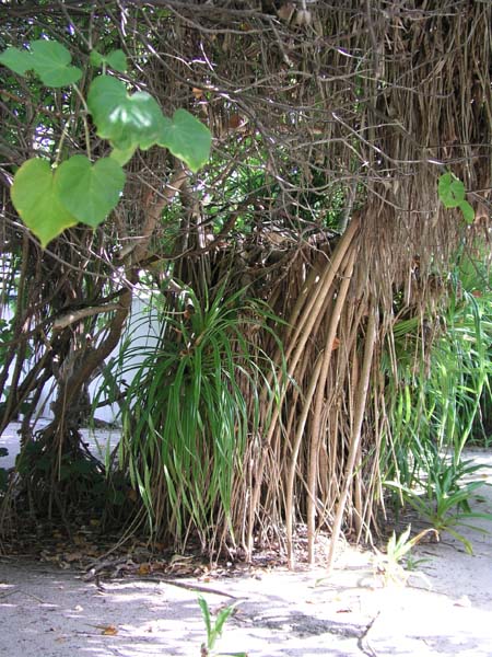 Inselaufnahmen Helengeli 2003