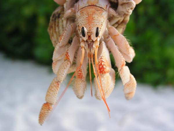 Inselaufnahmen Helengeli 2003