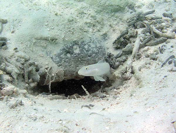 Unterwasserwelt Helengeli 2010