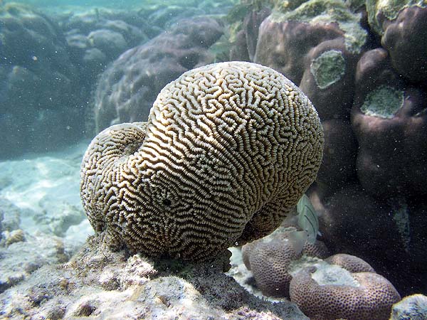 Unterwasserwelt Helengeli 2010