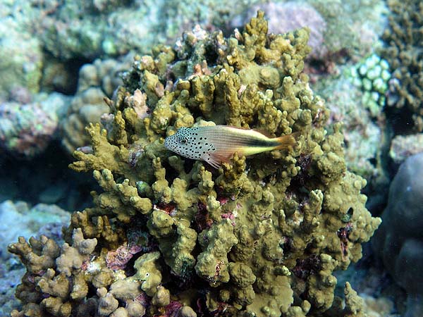 Unterwasserwelt Helengeli 2010