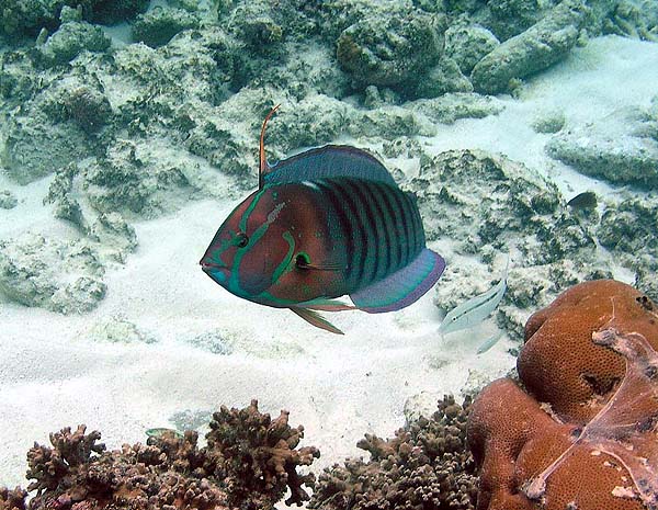 Unterwasserwelt Helengeli 2010