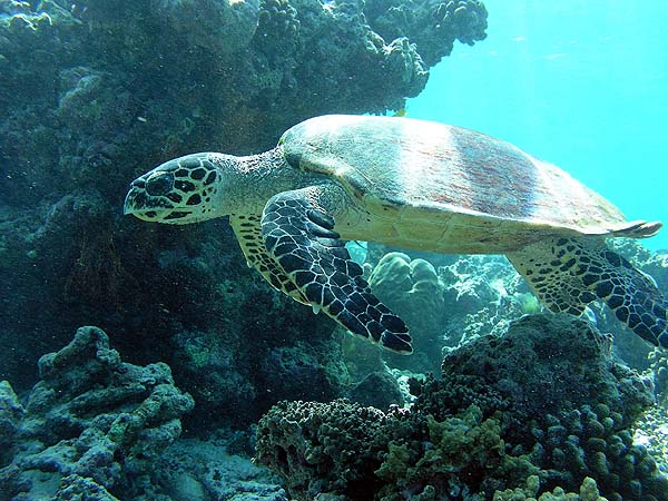 Unterwasserwelt Helengeli 2010