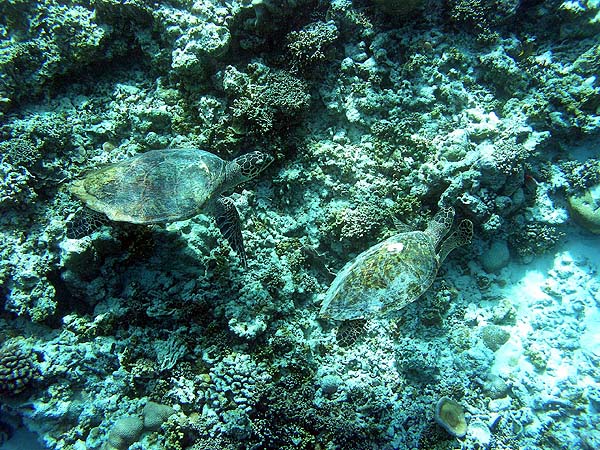 Unterwasserwelt Helengeli 2010